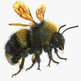 Bumblebee Rigged